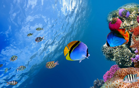 Разноцветные рыбы и кораллы под водой в океане 