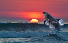 Dolphin jumps out of the water against the backdrop of sunset
