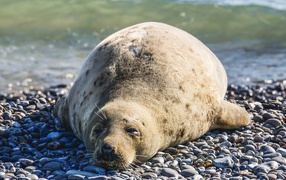 Lazy fur seal lying on the rocks