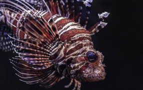 Lionfish fish on black background close up
