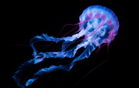 Neon jellyfish floats on a black background.