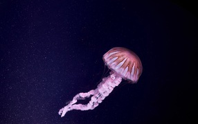 Pink jellyfish in blue water