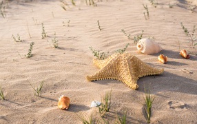 Морская звезда и ракушки на песке в лучах солнца 