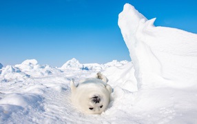 Белый детеныш тюленя лежит на снегу 