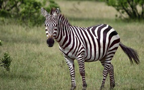 Черно-белая полосатая зебра в зеленой траве