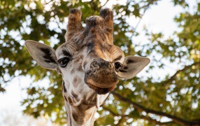 Голова жирафа крупным планом на фоне дерева
