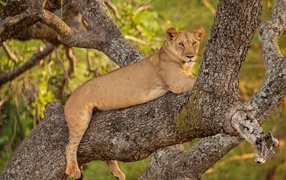 Большая львица лежит на ветке дерева 