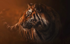 Большой полосатый хищный тигр в тумане