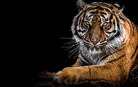 Суровый полосатый тигр лежит на черном фоне