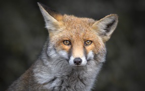Морда рыжей лисы с хитрыми глазами