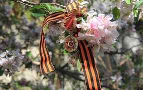 St. George ribbon and the award on the apple on May 9 Victory Day