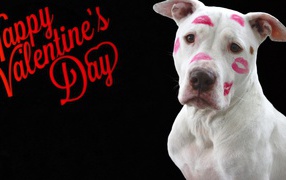 White dog with traces of lipstick on a black background for Valentines Day