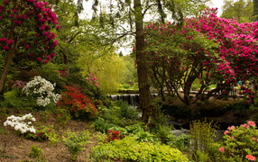 Красивый живописный парк с цветущими кустами