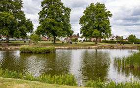 Beautiful pond and trees in the summer park