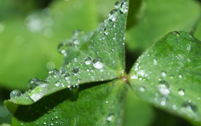 Зеленый лист клевера в каплях росы