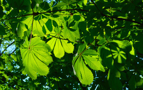 The sun breaks through the green leaves of a chestnut