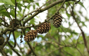 Three pine cones hanging on a branch