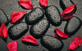 Wet black stones with red rose petals