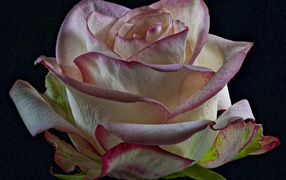 Белая роза с розовыми краями на лепестках на черном фоне