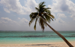 Big palm tree on the sand by the ocean in the tropics