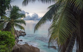 Large palm trees with green leaves on the seashore