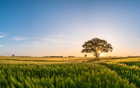 Большое дерево в лучах солнца на поле с пшеницей 