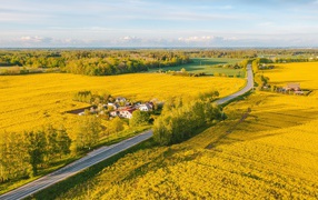 Yellow rapeseed fields, top view