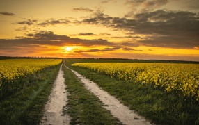 Yellow rapeseed fields at sunset