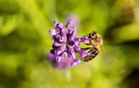 A bee collects nectar on a purple flower