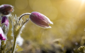 A bud of a pink flower backache in a field in the sun