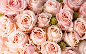 Много кремовых роз с бутонами крупным планом 