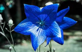 Красивые синие цветы колокольчика 