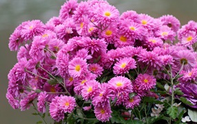Beautiful bouquet of pink chrysanthemum flowers