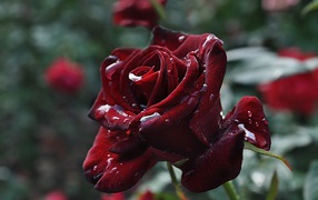 Beautiful burgundy roses in dew drops