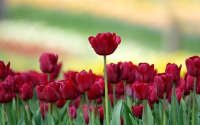 Красивые бордовые тюльпаны на клумбе 
