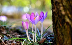 Beautiful delicate lilac crocuses near a tree in spring