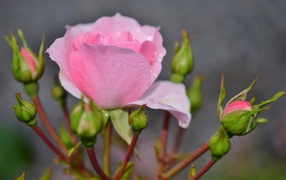 Красивые нежные розовые розы с бутонами крупным планом