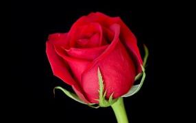 Beautiful flower of a scarlet English rose on a black background