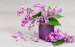 Beautiful lilac in a vase on a gray background