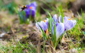 Beautiful little crocuses on a field with a bumblebee