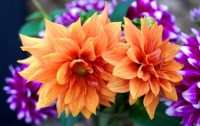 Beautiful orange dahlias closeup
