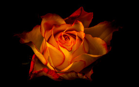 Beautiful orange rose close-up on a black background