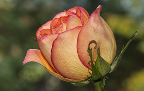 Beautiful orange rose close-up on a flowerbed