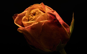 Beautiful orange rose on a black background close-up