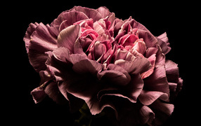 Beautiful pink carnation flower on a black background