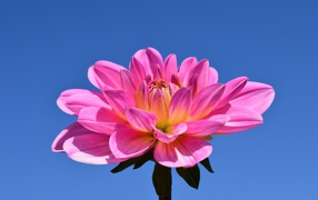 Красивый розовый цветок георгины на голубом фоне 