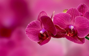 Beautiful pink orchid flowers close-up on a pink background