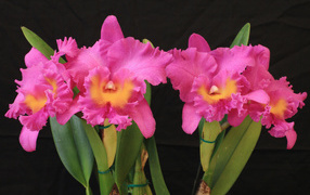 Красивые розовые орхидеи на черном фоне