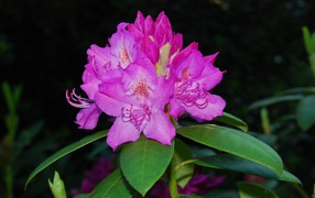 Beautiful pink rhododendron flower closeup