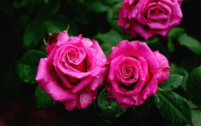 Beautiful pink roses in a flowerbed in dew drops